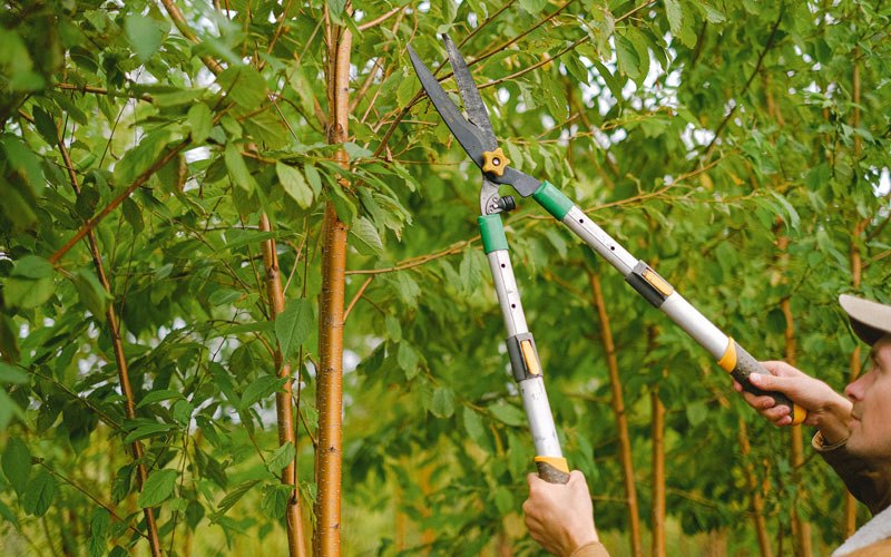 Tree trimming in Bringhurst, IN