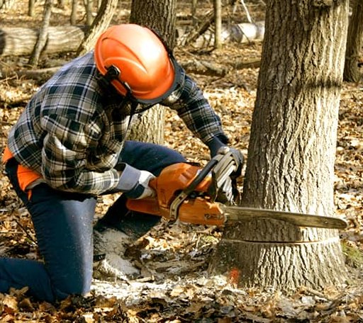 Tree Removal in Bringhurst, IN